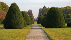 Cięcie i formowanie żywopłotów